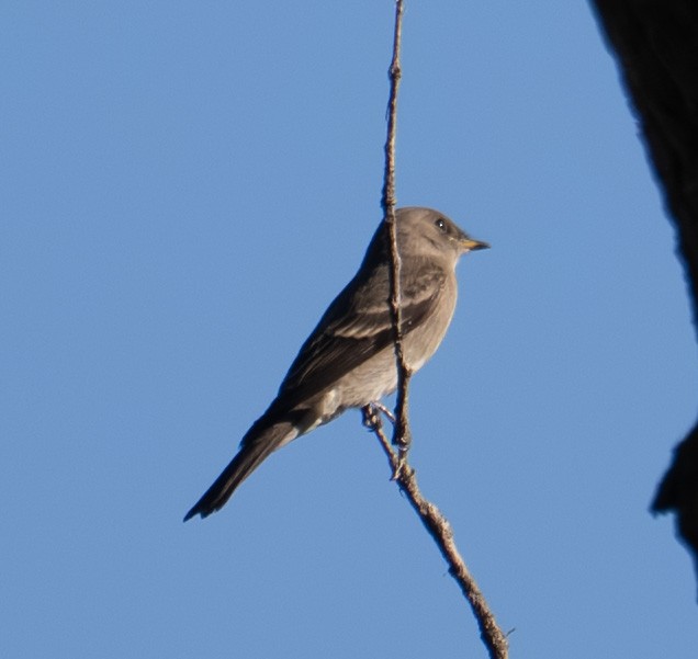 Western Wood-Pewee - ML643619376