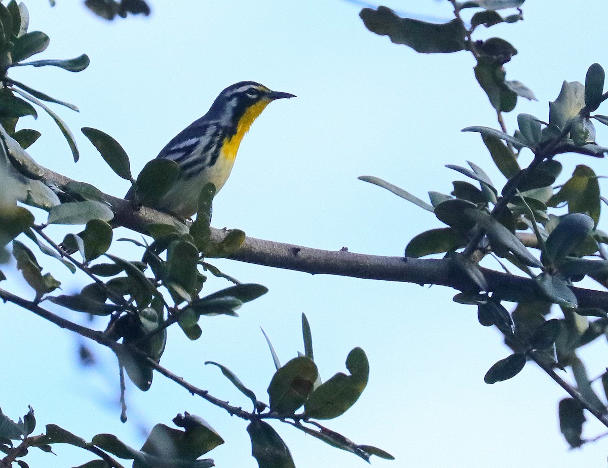 Yellow-throated Warbler - ML643619382