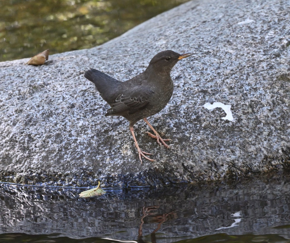 American Dipper - ML643619413