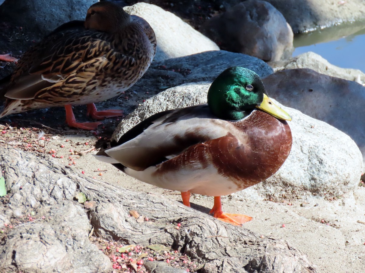 Mallard - ML643619452