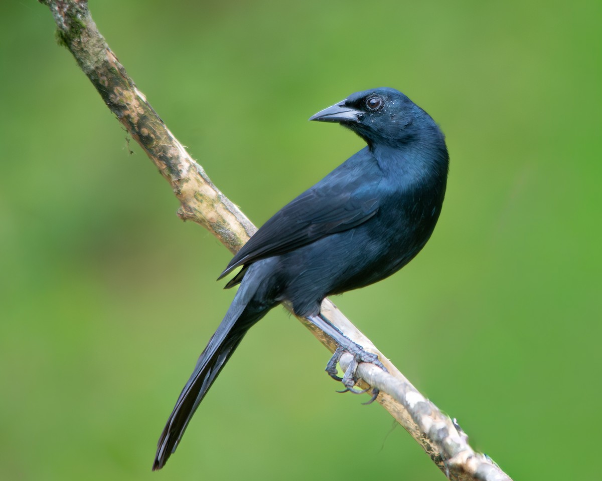 Melodious Blackbird - ML643619465