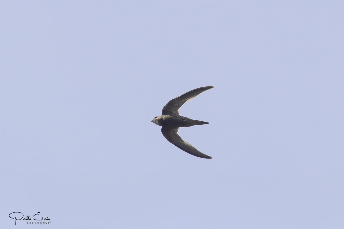 Pallid Swift - ML643619477