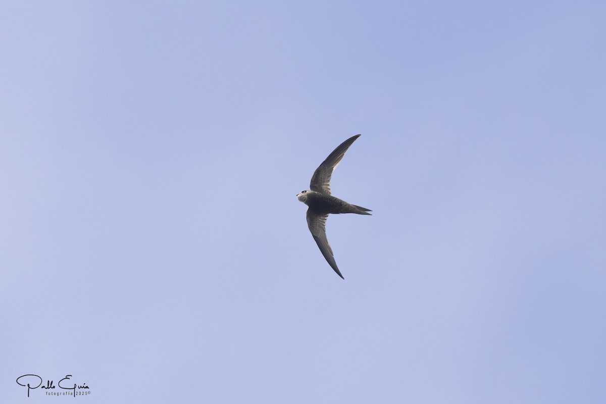 Pallid Swift - ML643619478