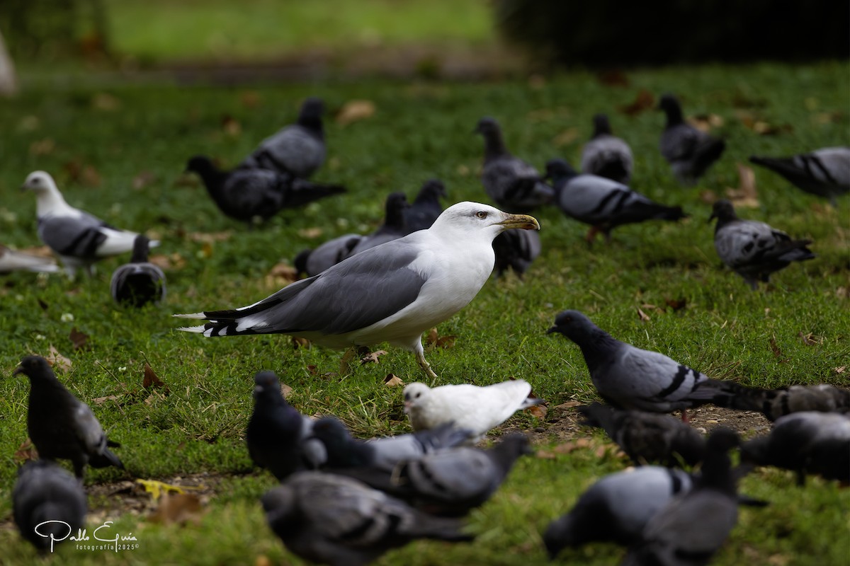 Yellow-legged Gull - ML643619480