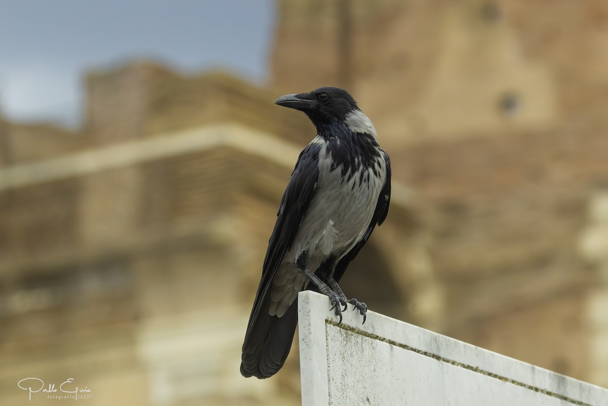 Hooded Crow - ML643619487