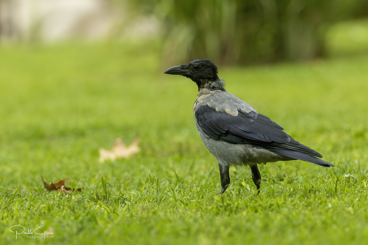 Hooded Crow - ML643619488