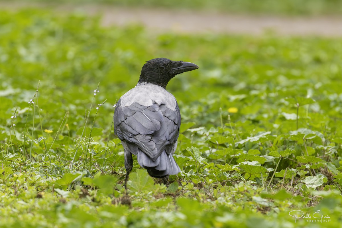 Hooded Crow - ML643619489
