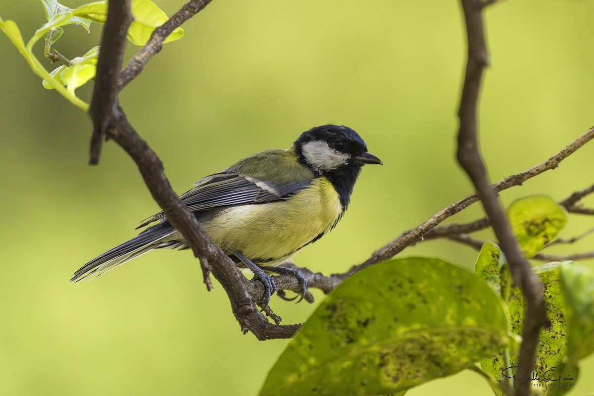 Great Tit - ML643619491