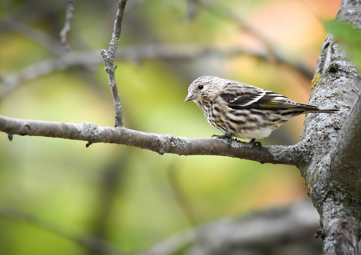 Pine Siskin - ML643619493