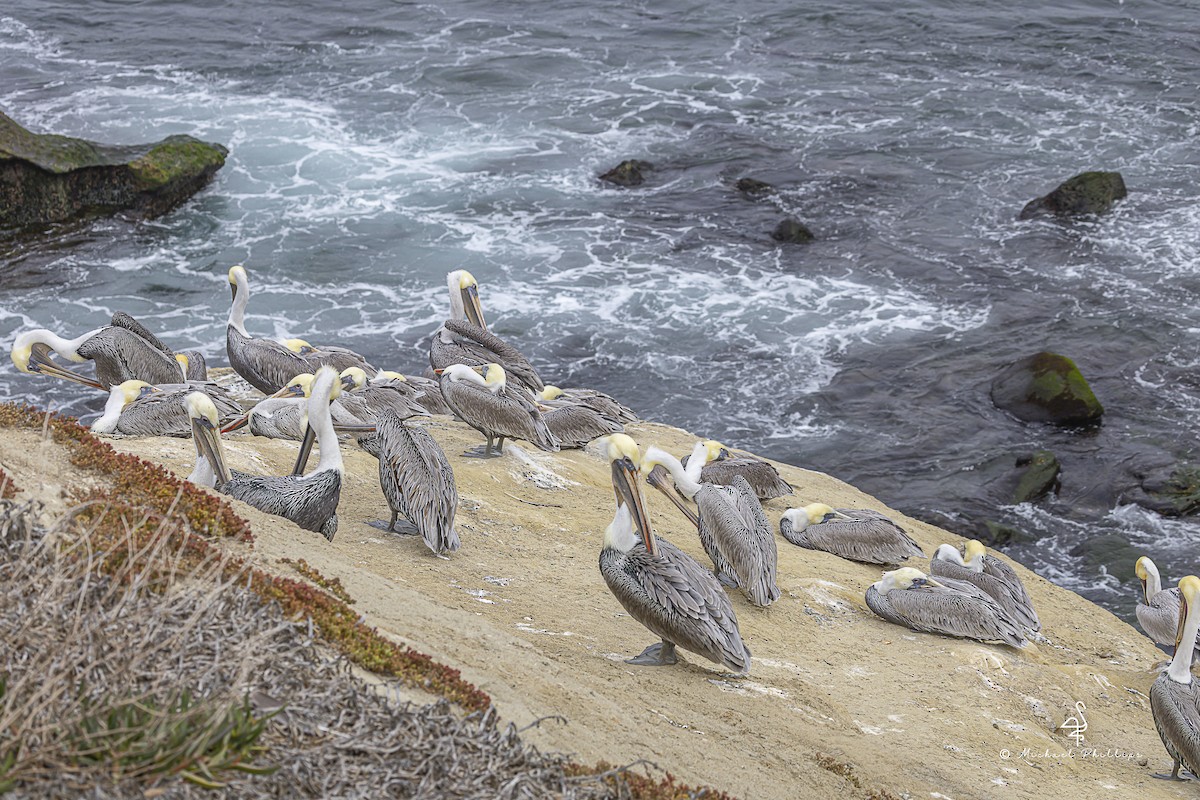 Brown Pelican (California) - ML643619494