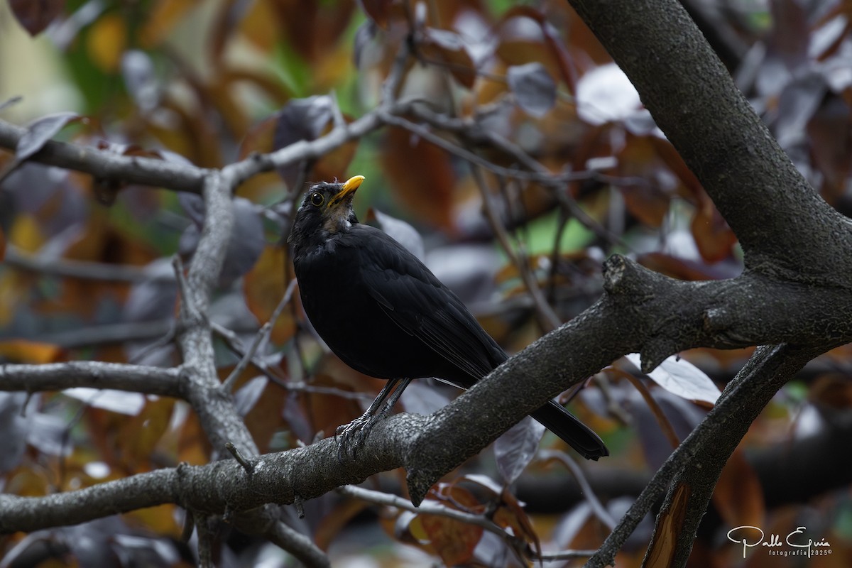 Eurasian Blackbird - ML643619496