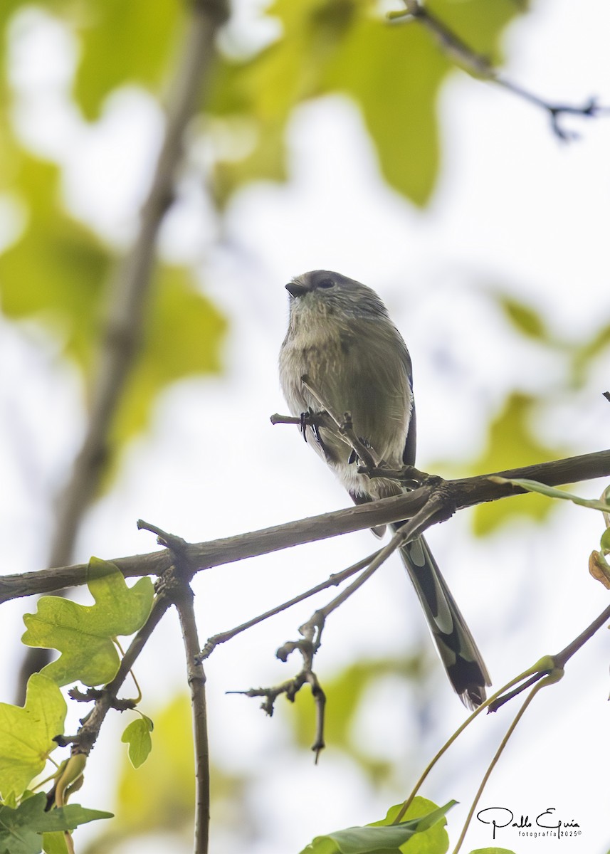 Long-tailed Tit - ML643619509