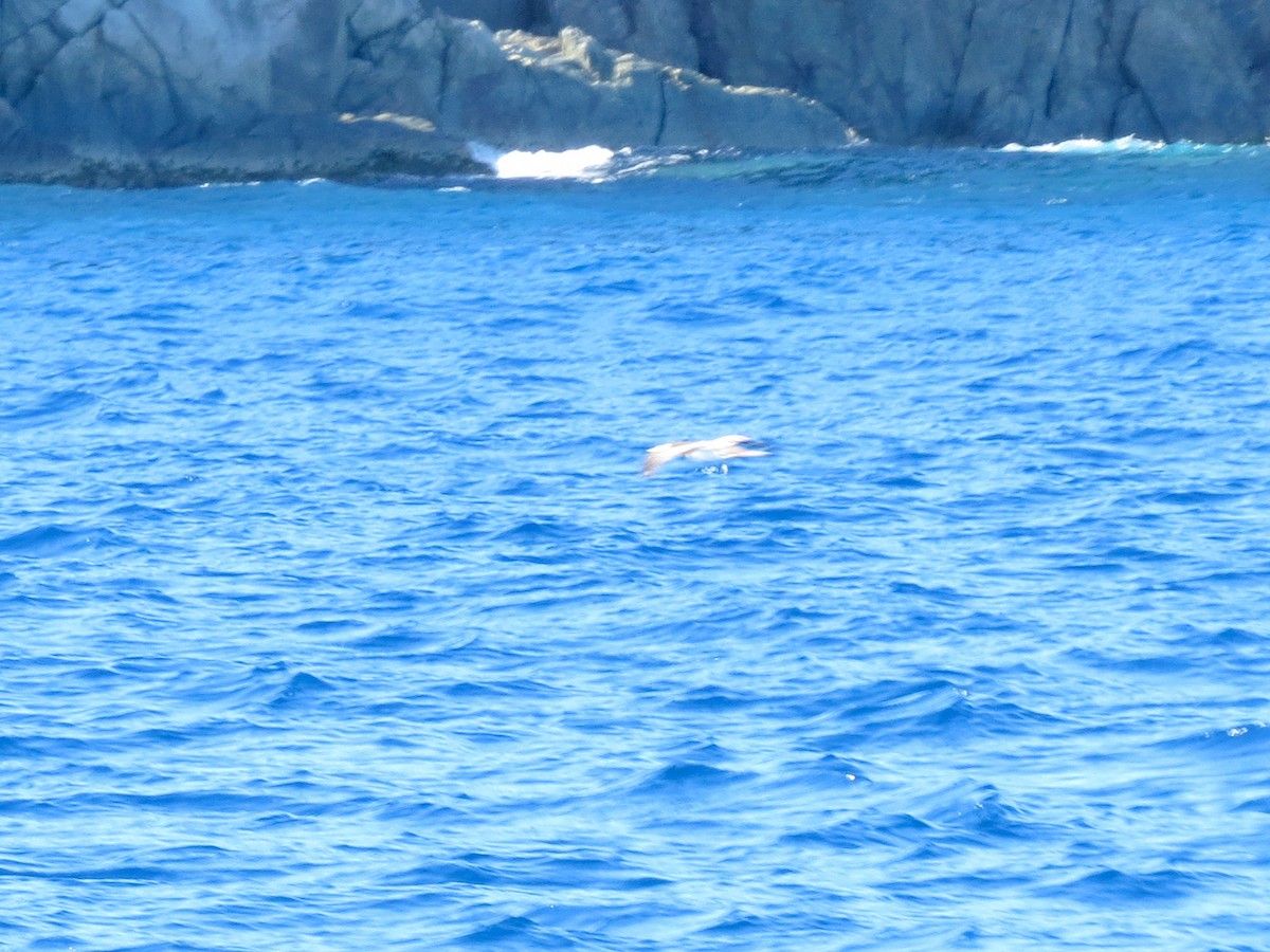 Brown Booby - ML643619576