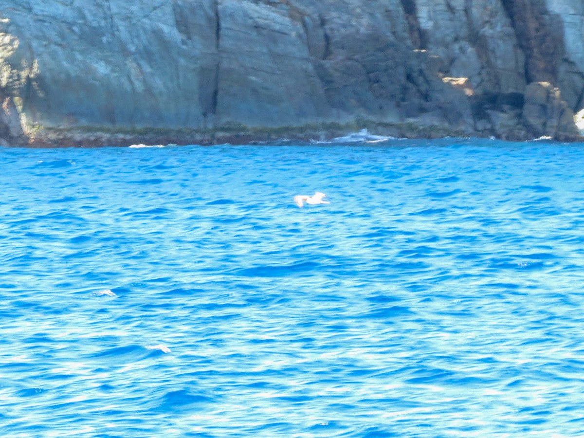 Brown Booby - ML643619577