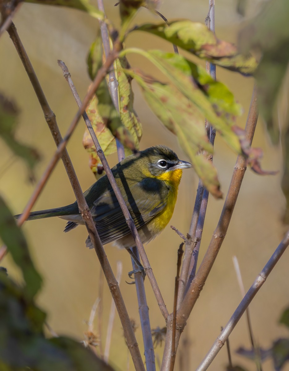 lesníček žlutoprsý - ML643619594
