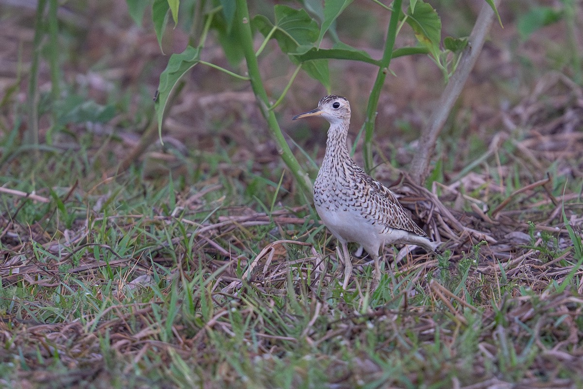 マキバシギ - ML643619600