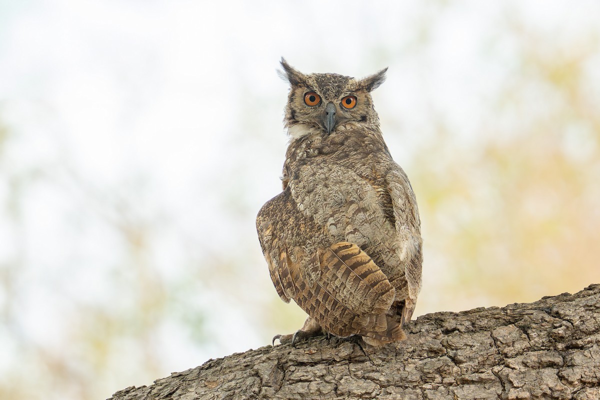 アメリカワシミミズク - ML643619602