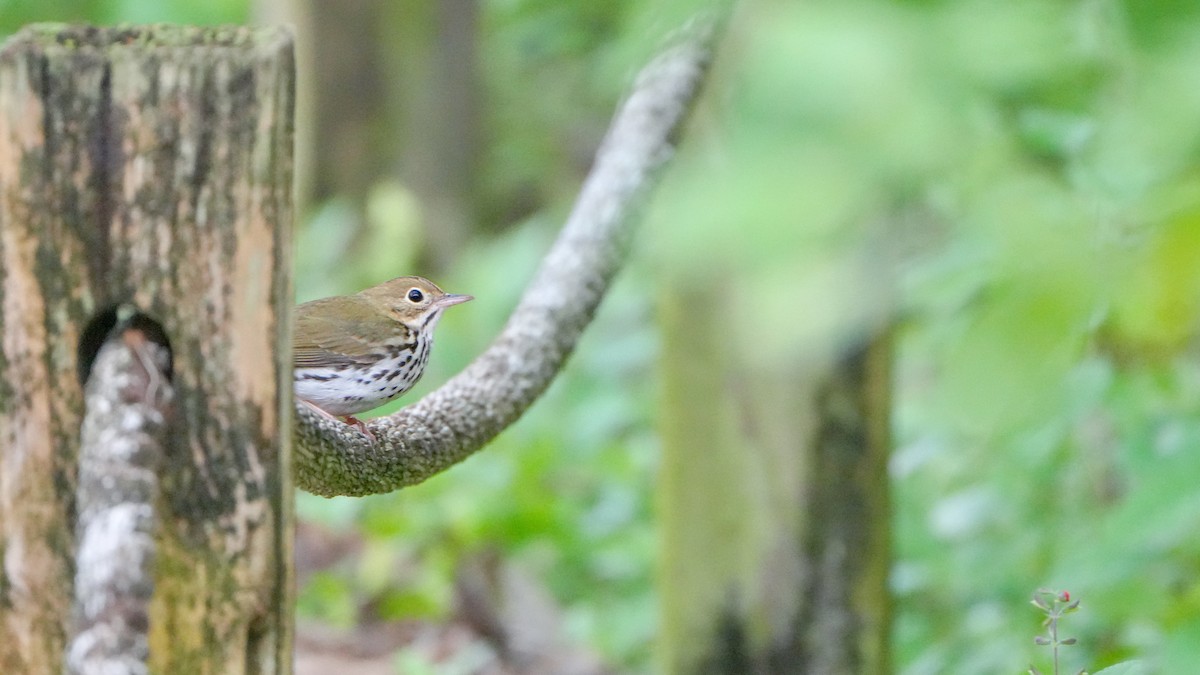 Ovenbird - ML643619604