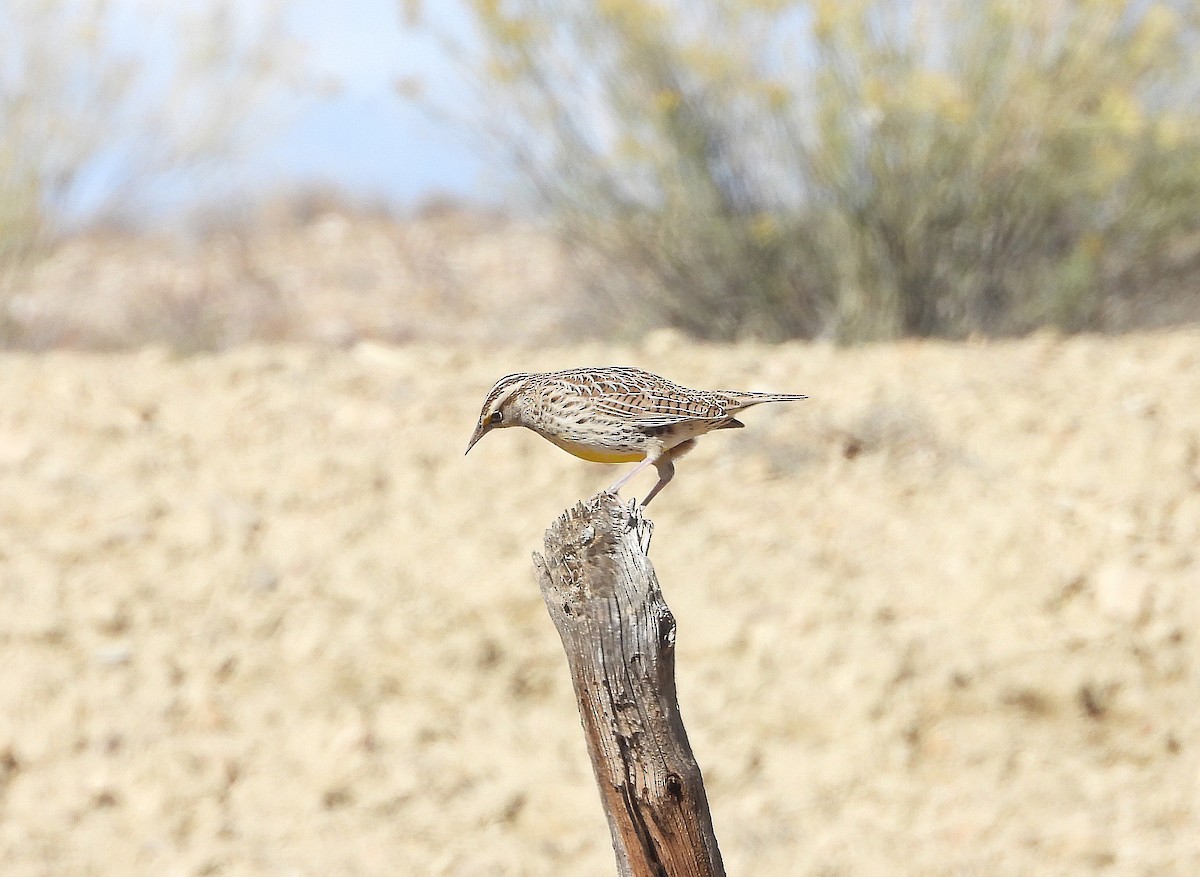 Western Meadowlark - ML643619610