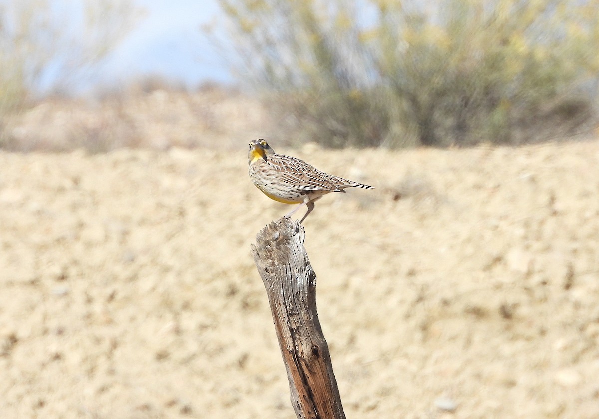 Western Meadowlark - ML643619612