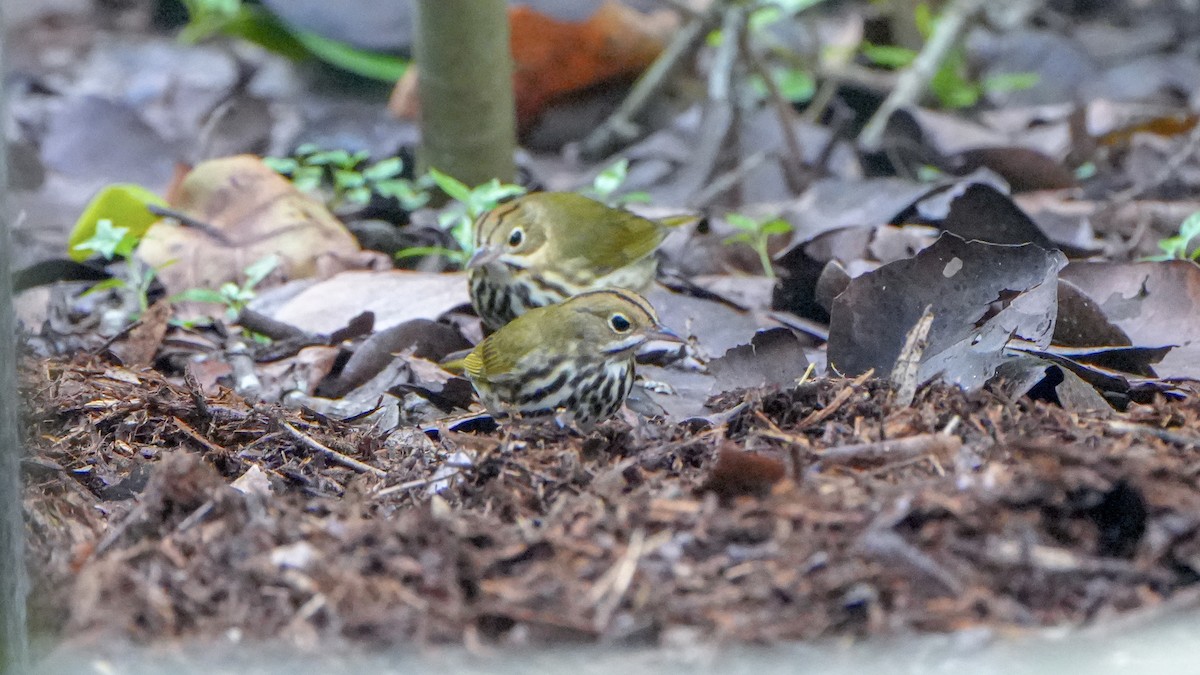 Ovenbird - ML643619613