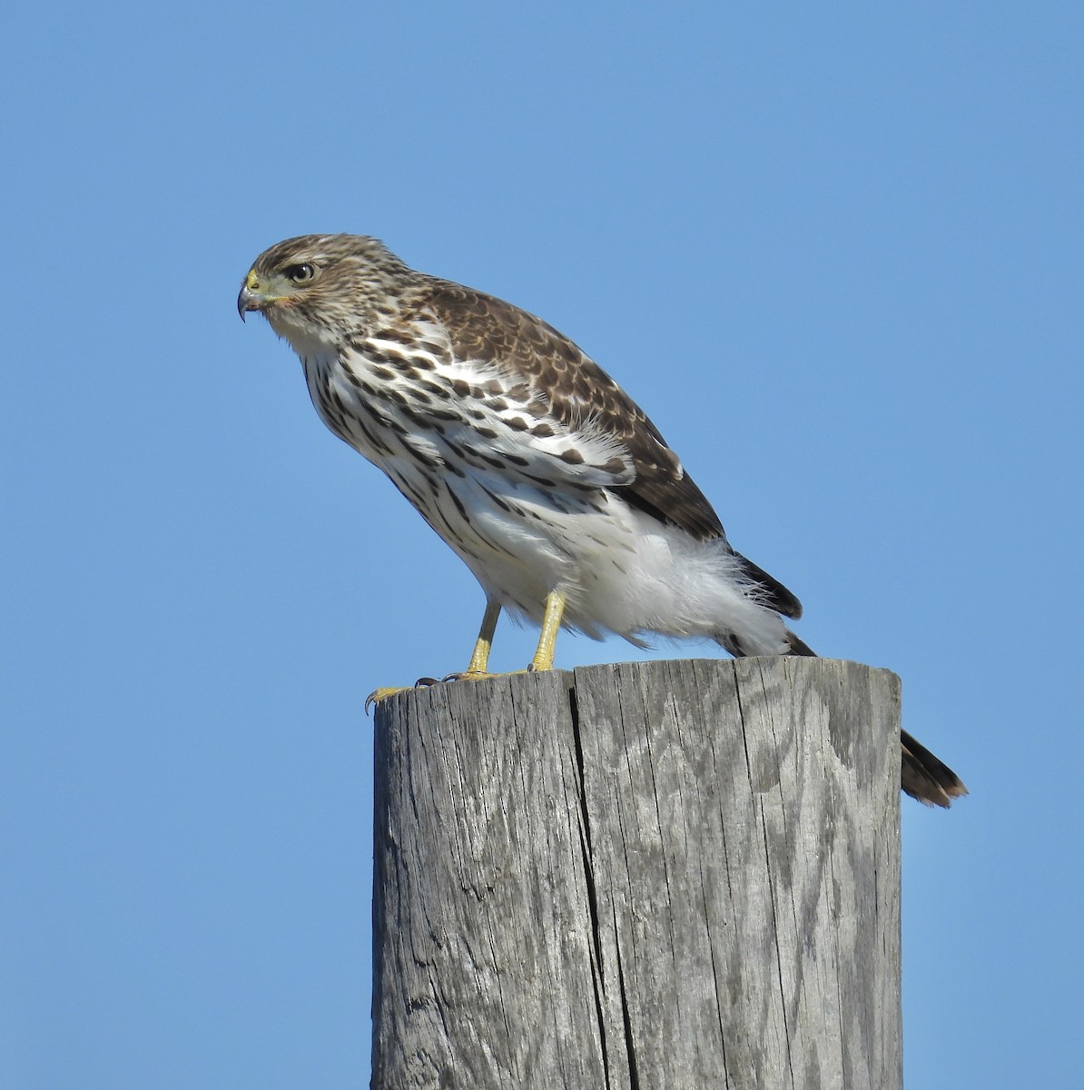 Cooper's Hawk - ML643619614