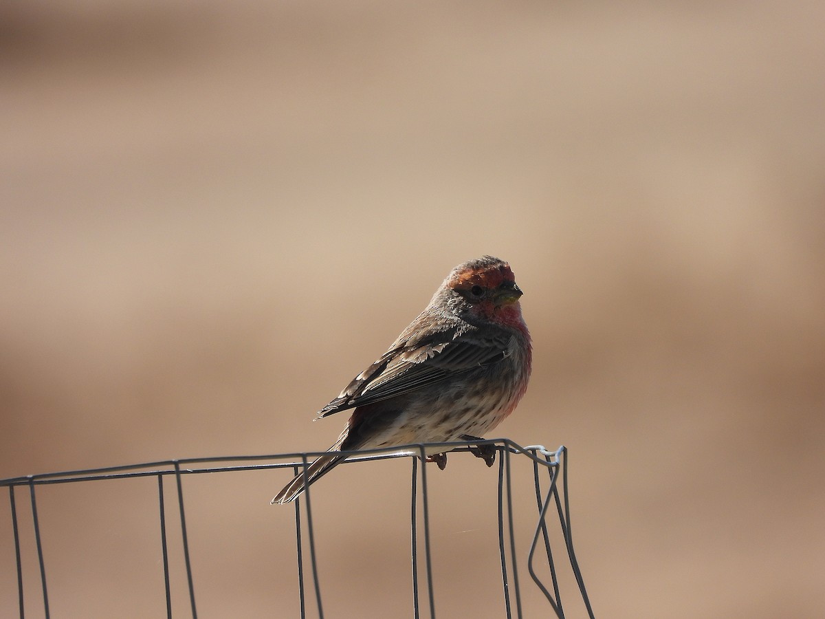 House Finch - ML643619615