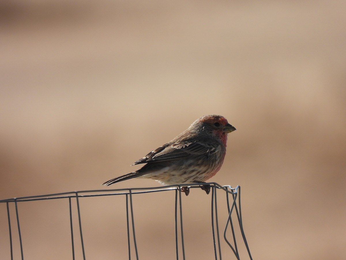 House Finch - ML643619618