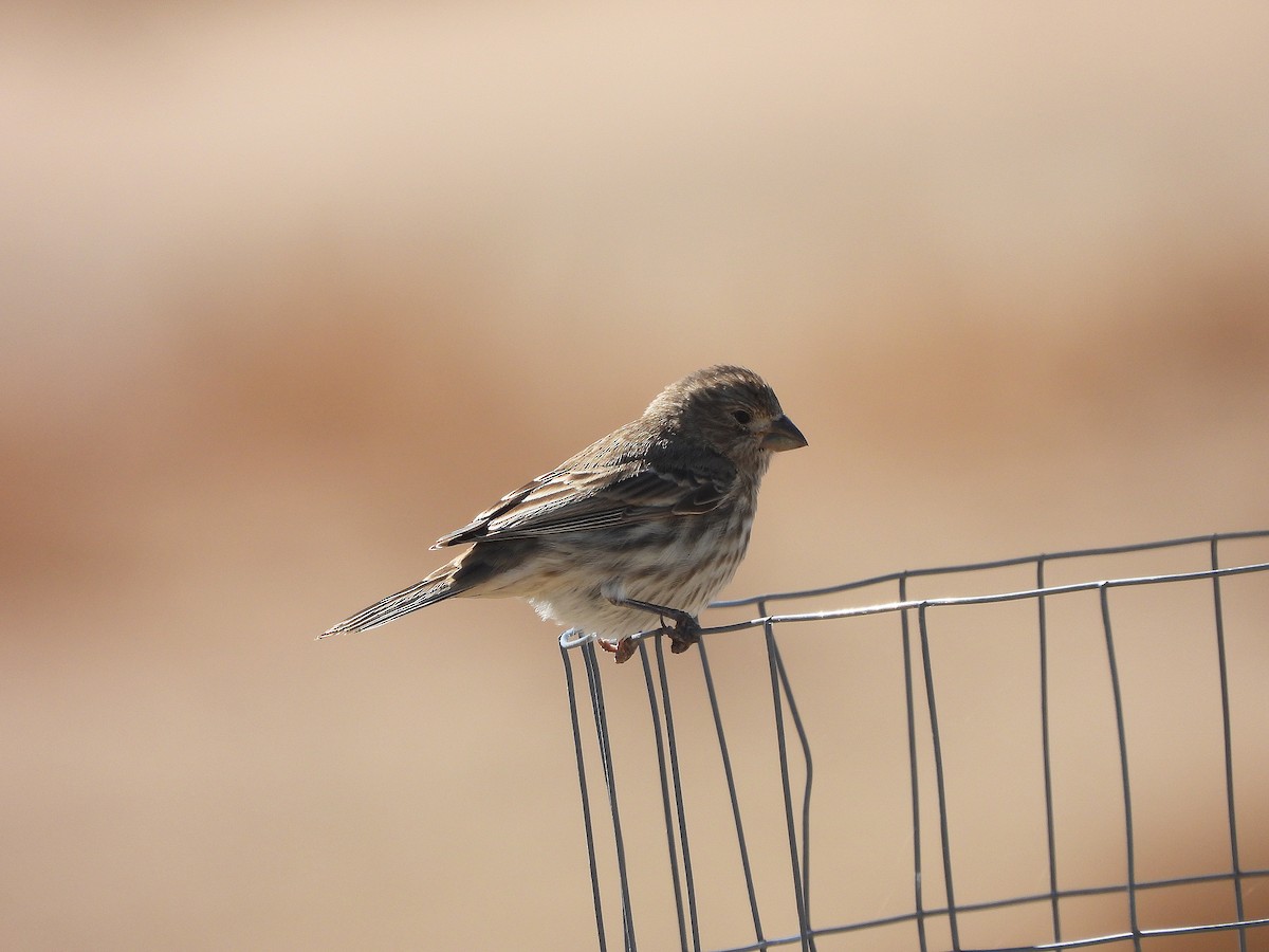 House Finch - ML643619619