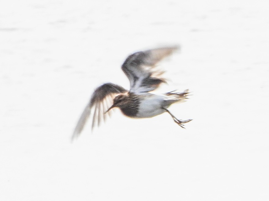 Pectoral Sandpiper - ML643619635
