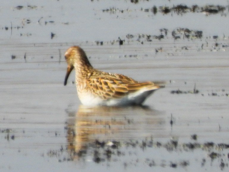 Pectoral Sandpiper - ML643619636