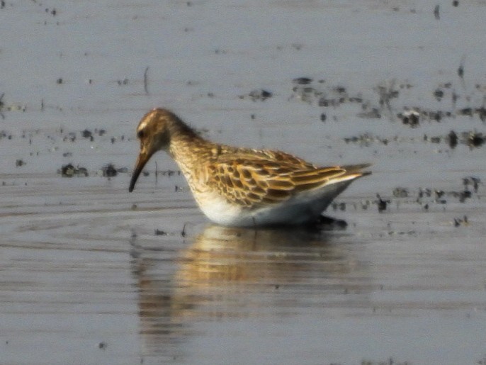 Pectoral Sandpiper - ML643619637