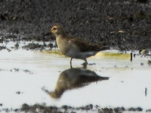 Pectoral Sandpiper - ML643619638