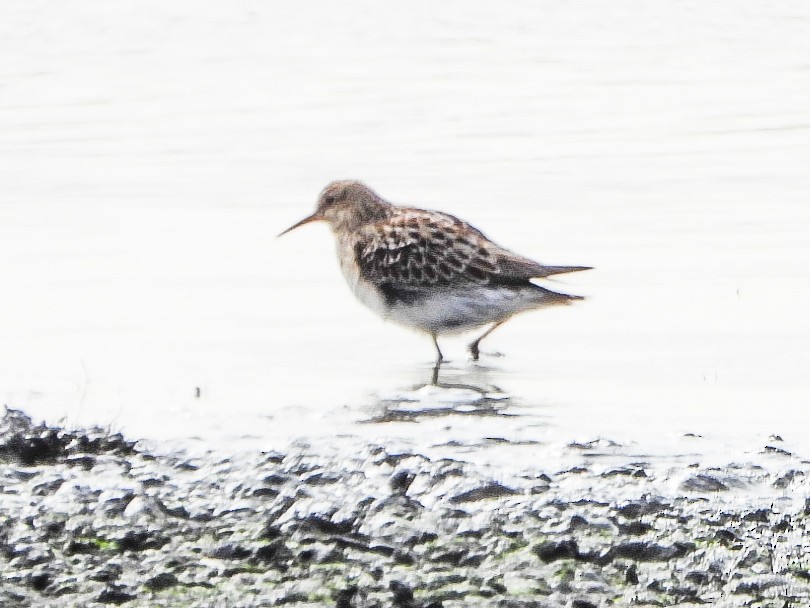 Pectoral Sandpiper - ML643619639