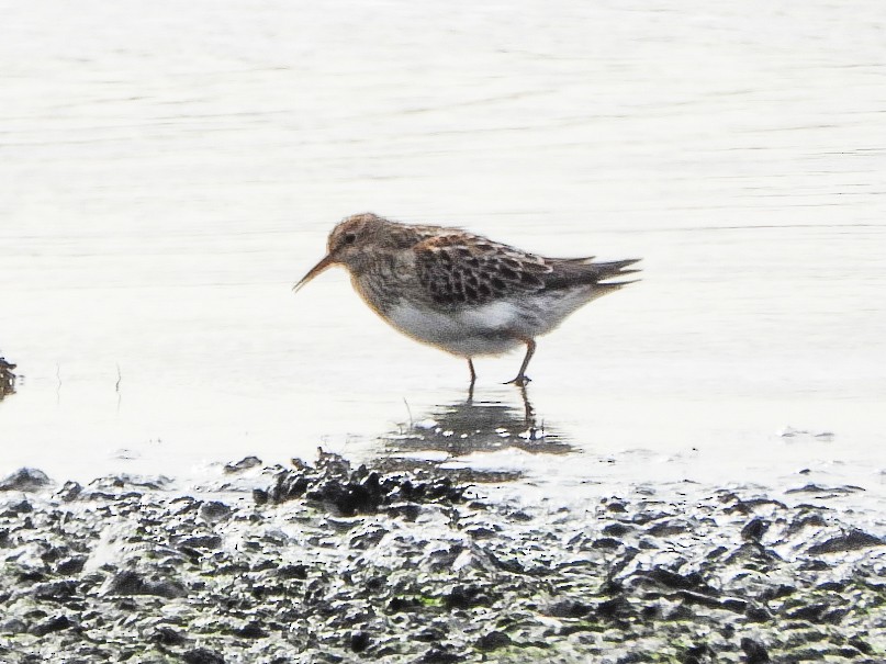Pectoral Sandpiper - ML643619640