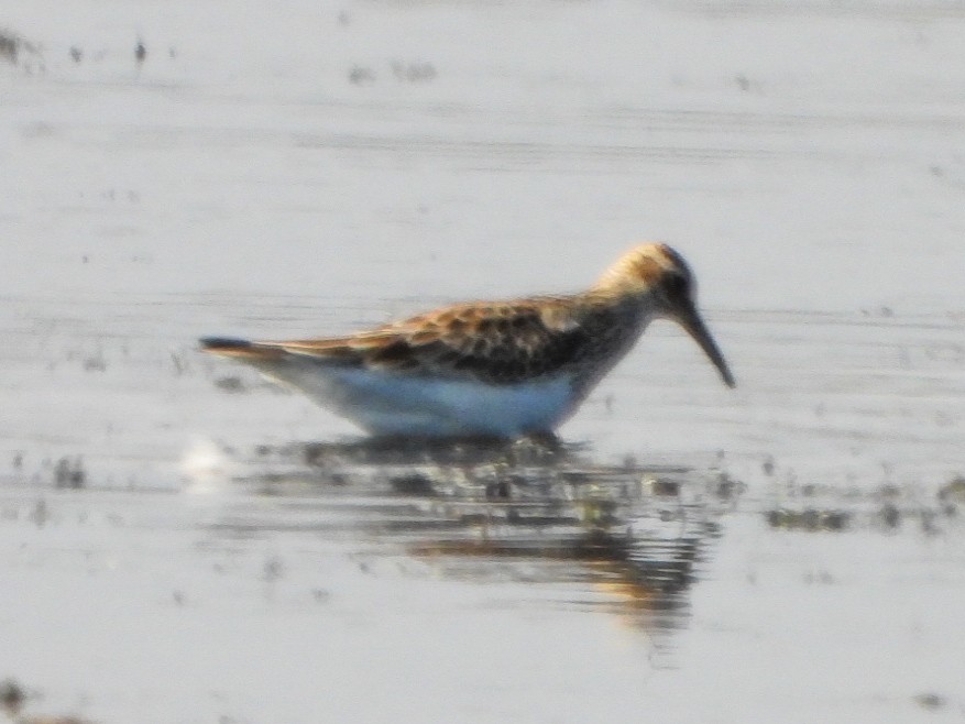 Pectoral Sandpiper - ML643619641