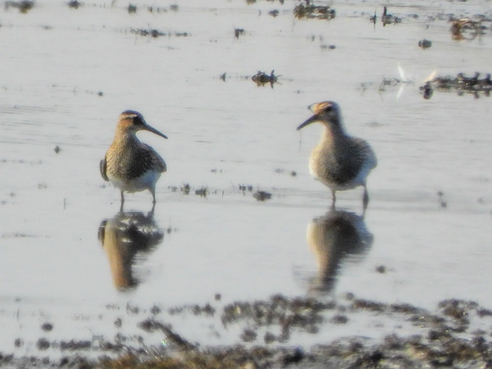Pectoral Sandpiper - ML643619642