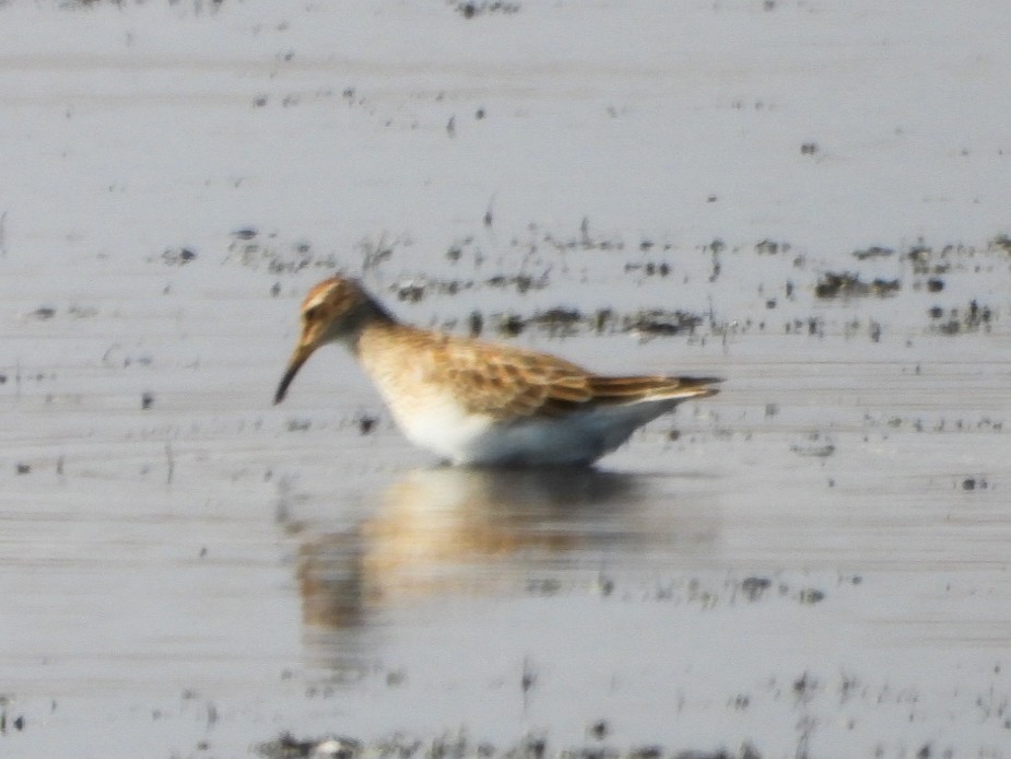 Pectoral Sandpiper - ML643619643