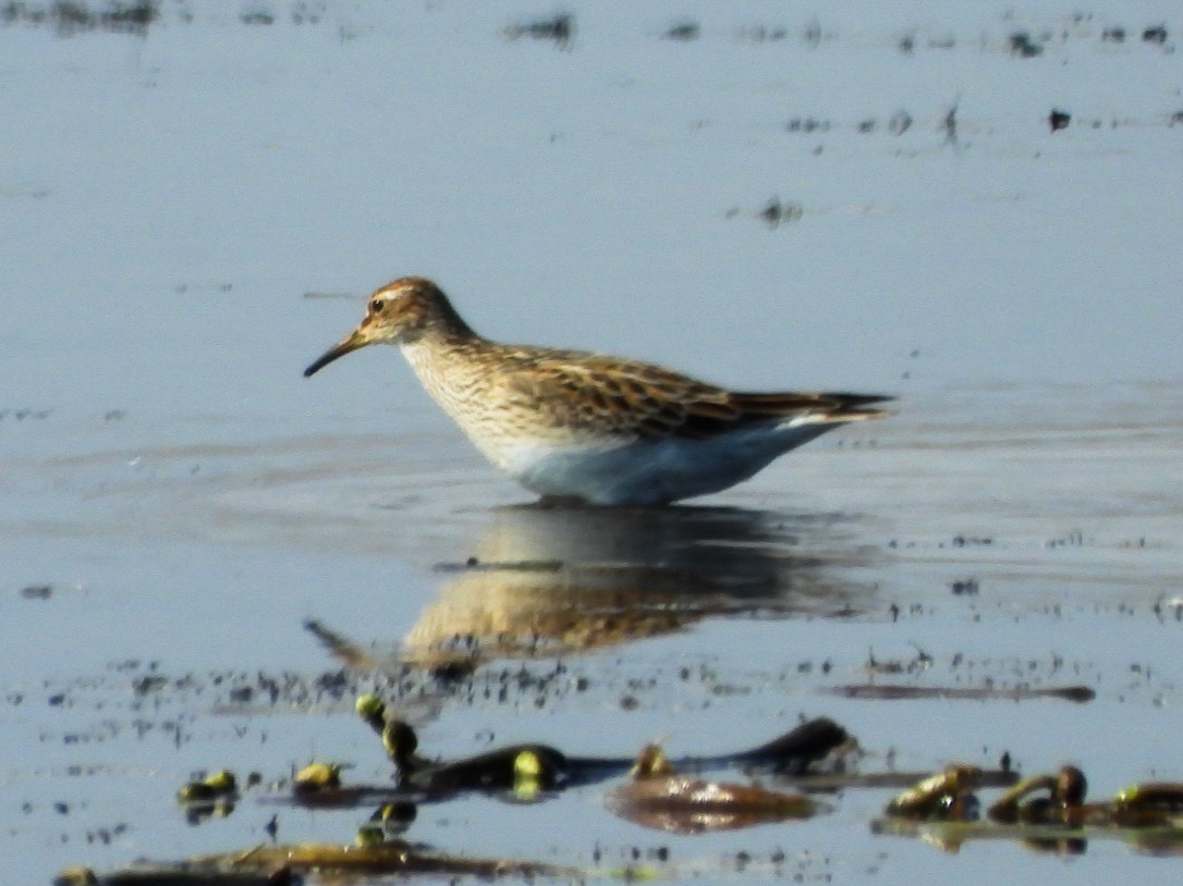 Pectoral Sandpiper - ML643619644