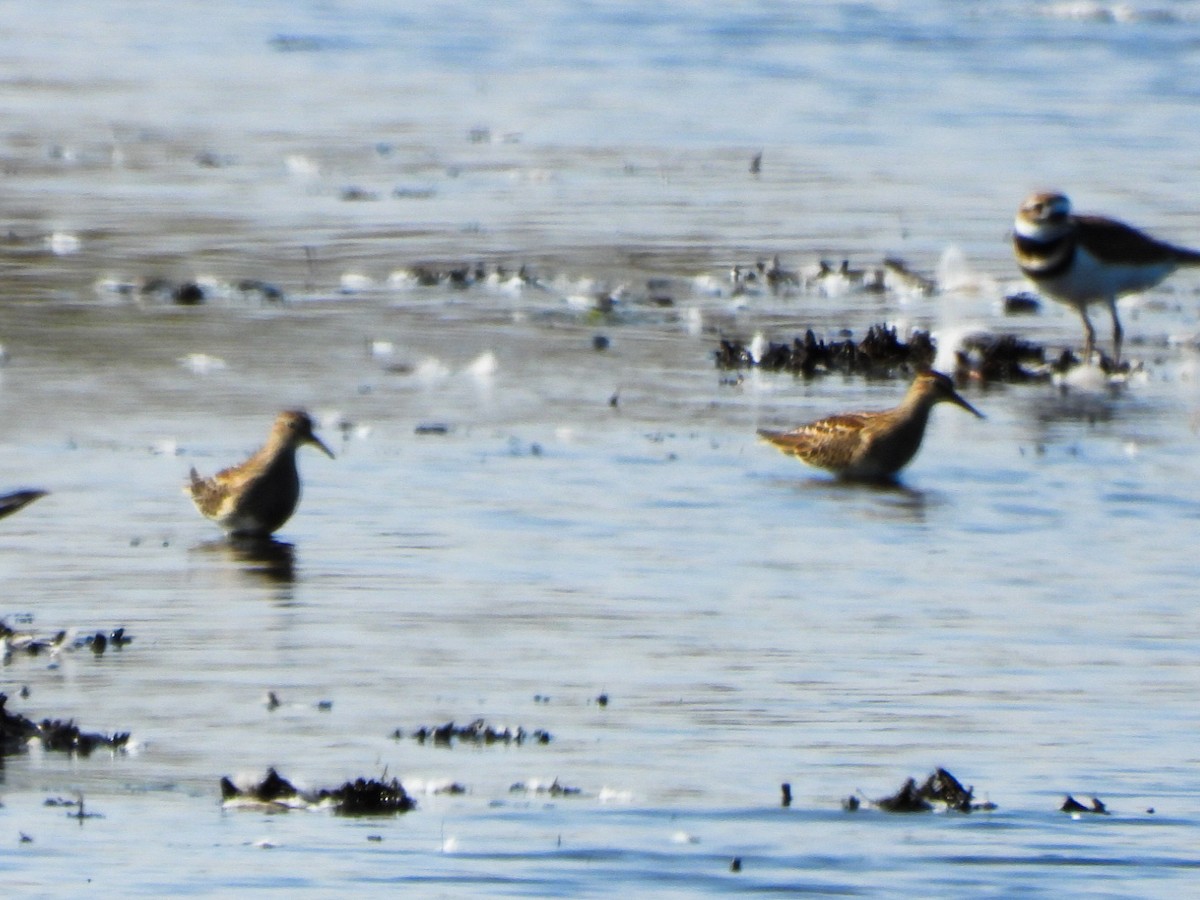 Pectoral Sandpiper - ML643619645