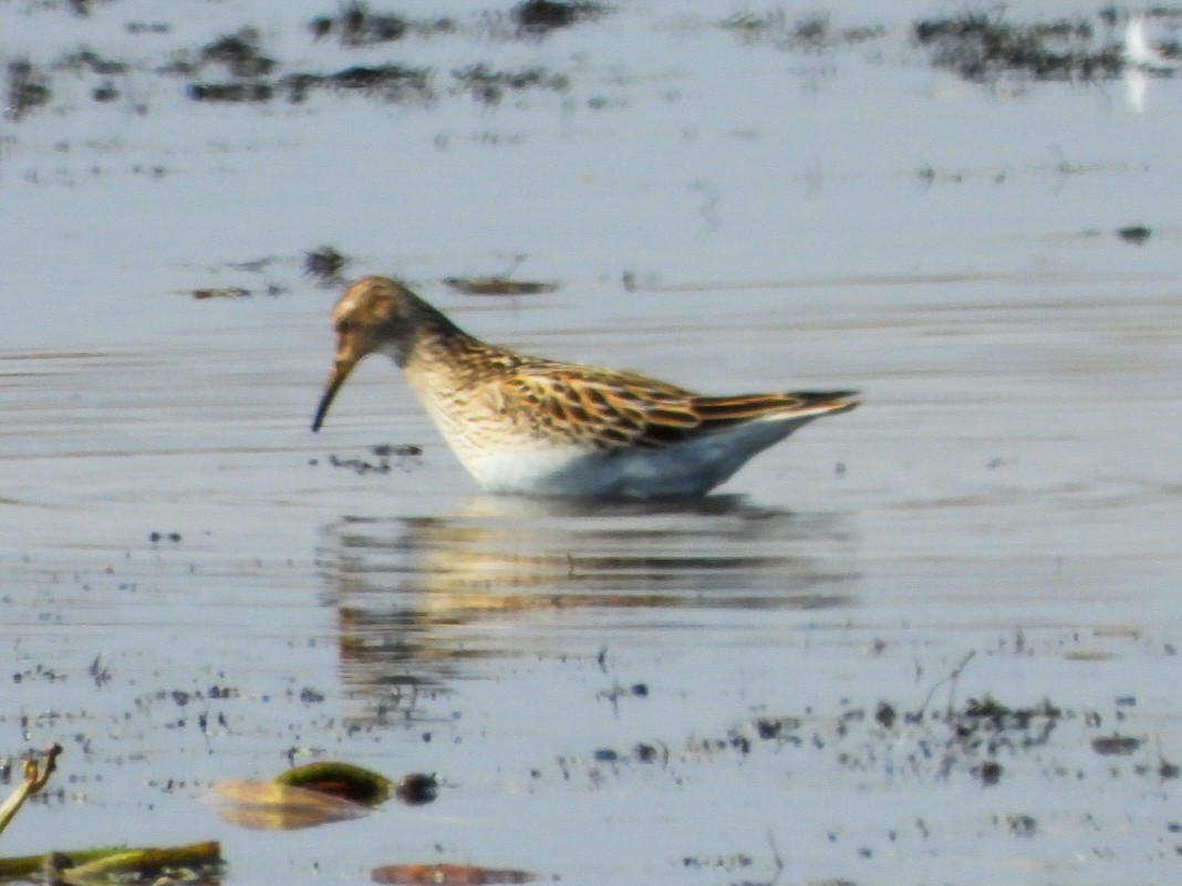 Pectoral Sandpiper - ML643619646