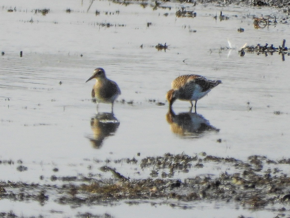 Pectoral Sandpiper - ML643619647