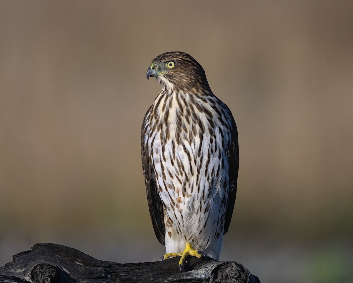 Cooper's Hawk - ML643619690