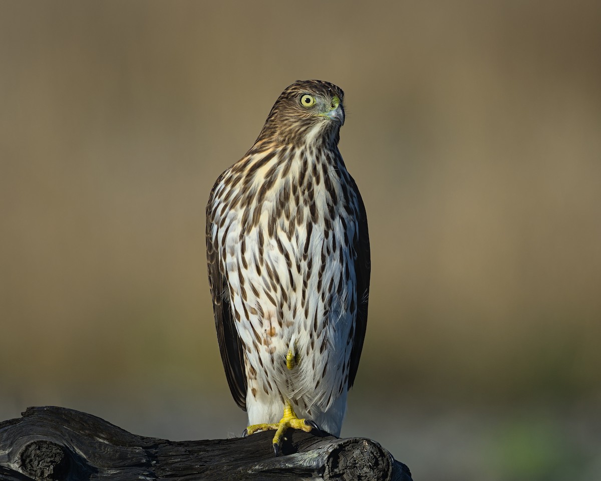 Cooper's Hawk - ML643619691