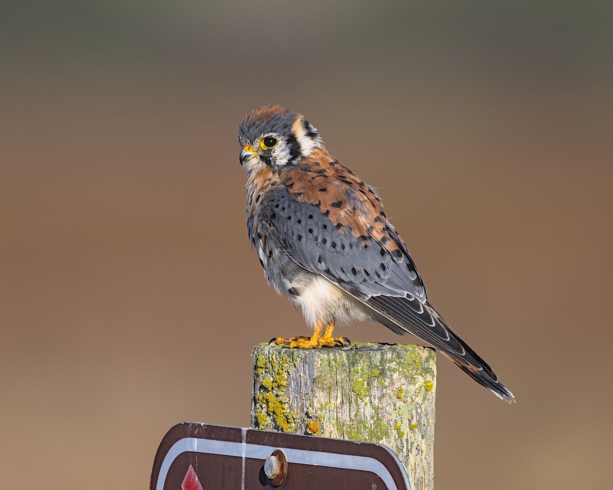 American Kestrel - ML643619694