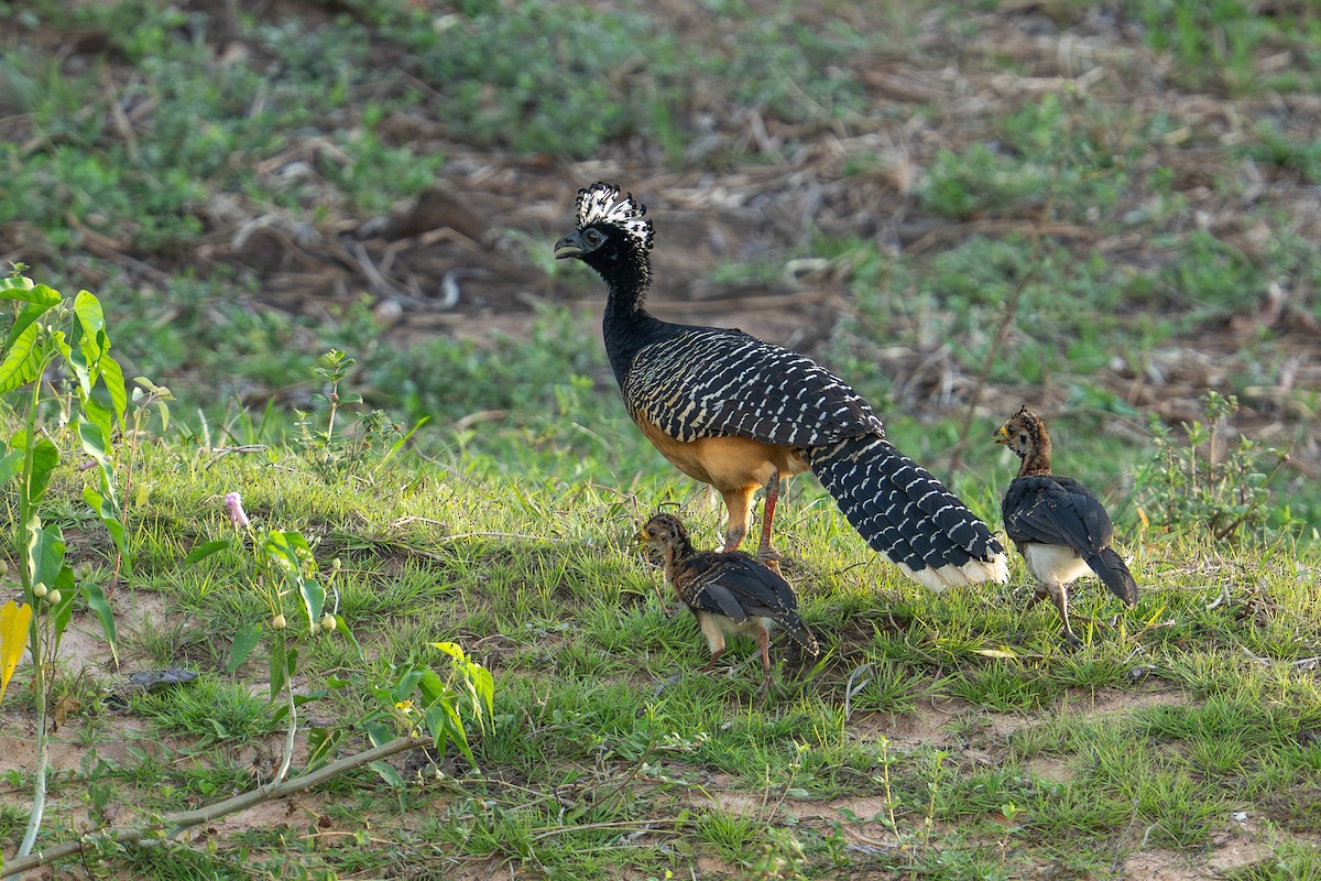 ハゲガオホウカンチョウ - ML643619713