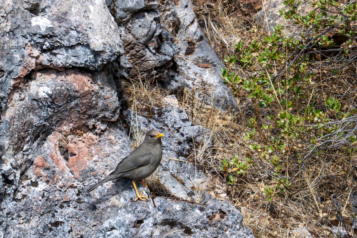 Chiguanco Thrush - ML643619731