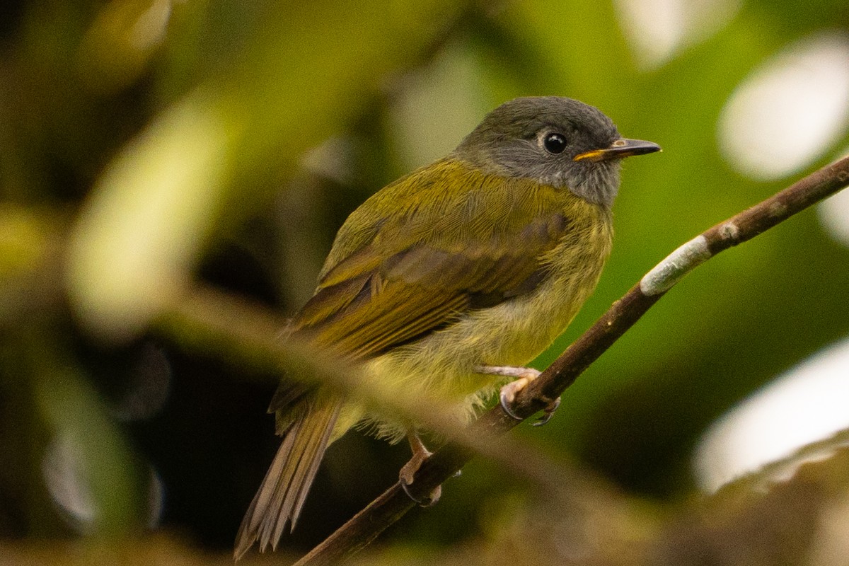 Streak-necked Flycatcher - ML643619733