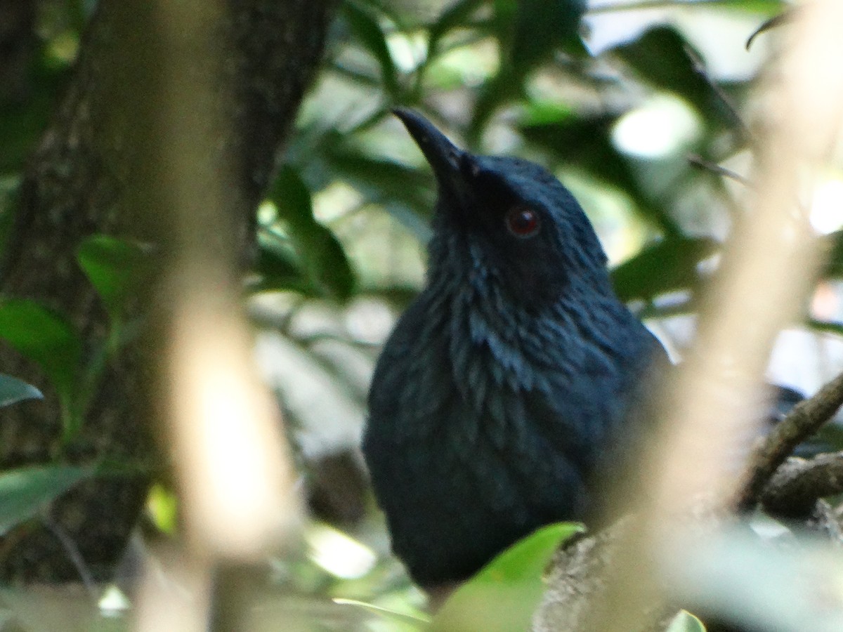 Blue Mockingbird - ML643619736