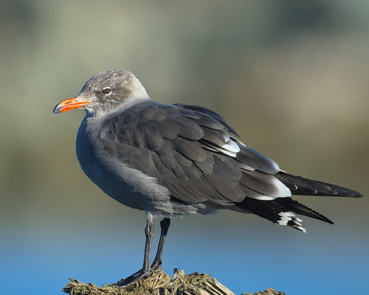 Heermann's Gull - ML643619756